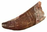 Serrated, Carcharodontosaurus Tooth - Real Dinosaur Tooth #276037-1